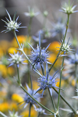 Spiky inflorescence with blue flowers and bracts of the Australian native perennial herb Eryngium ovinum, Apiaceae family. Called the Blue Devil. Endemic to woodlands and grasslands of Australia. - 695350989