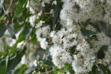 White blossoms of the Australian native Broad Leaved Apple gum tree, Angophora subvelutina, family Myrtaceae. Large tree endemic to eastern Australia. Beetle is a Long-nosed Lycid, Porrostoma rhipidiu