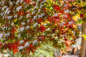 雪の紅葉