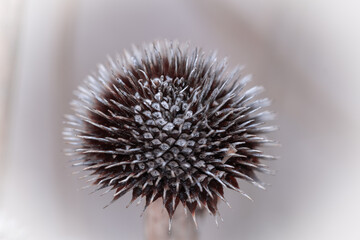Thistle seed head in close up with blurred back ground