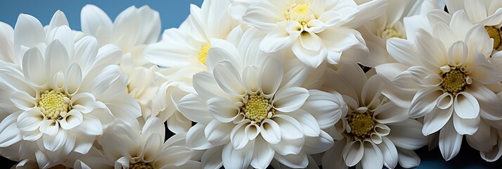 White Chrysanthemums Photography Horizontal Nature , Banner Image For Website, Background, Desktop Wallpaper