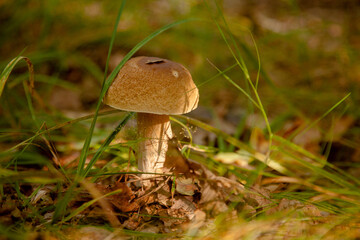 Boletus mushroom in the wild. Porcini mushroom grows on the forest floor at autumn season..