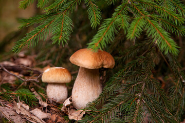 Two porcini mushrooms growing in pine tree forest at autumn season..