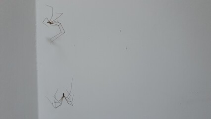 Two dead long-legged spiders on a white wall
