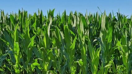 Obraz premium Cornfield with blue sky