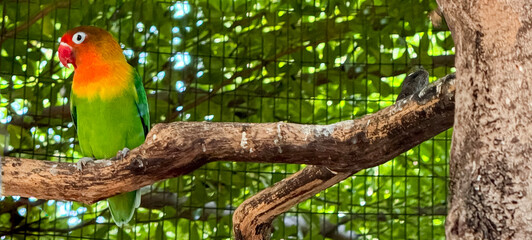 lovebirds are perched on a tree branch. This bird which is used as a symbol of true love has the...