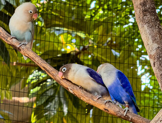 lovebirds are perched on a tree branch. This bird which is used as a symbol of true love has the scientific name Agapornis fischeri