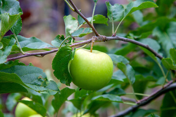 Shiny delicious green apples on a branch ready to be harvested in an apple orchard..