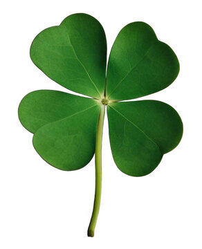 four leaf clover -Generative AI
