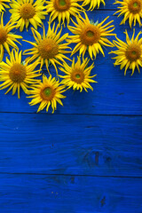Yellow Sunflowers on a Wooden Blue Table Desk Summer Design Vertical menu Copy Space