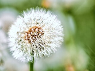 Dandelion flower on green background. Shallow depth of field