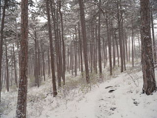 snow in the forest.winter time