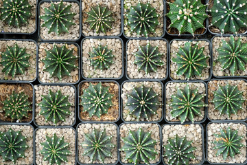 Set of colorful cactuses or succulent plants in pots grown for sale. Top view