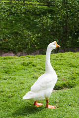 White goose walking on green grass daylight
