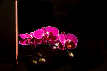 orchid in vase
