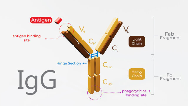 3d illustration of antibody molecule or immunoglobulin G with clear labelling of variable and constant regions
