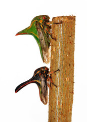 Dornzikaden // Thorn Bugs (Umbonia crassicornis) - Südamerika - obrazy, fototapety, plakaty