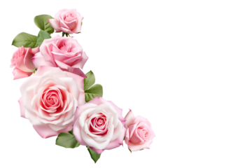pink roses isolated on white