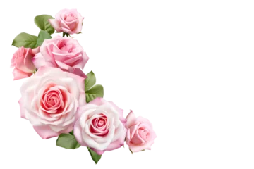 Poster pink roses isolated on white © Hanh