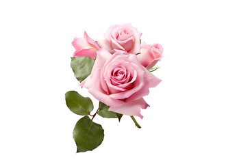 pink roses isolated on white