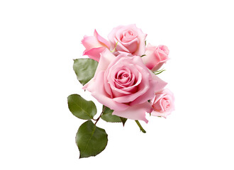 pink roses isolated on white background