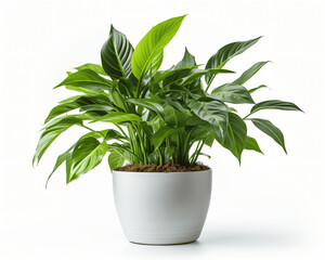 Home Greenery Plant Isolated	