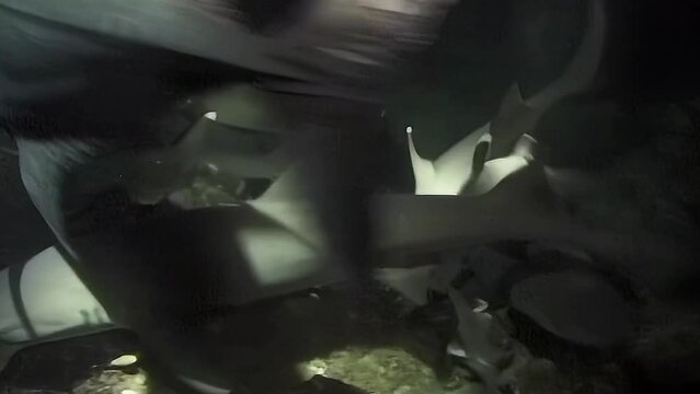 Nightdive with reef sharks feeding frenzy