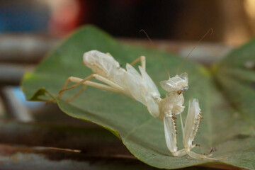 White patches of grasshoppers attach to leaves after they molt, completing their life cycle for...