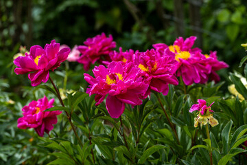 Fototapeta premium Pink flowers peonies flowering on background pink peonies. Peonies garden. 