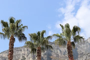  Hintergrund Urlaub im Süden - Palmen und Berge vor strahlend blauem Himmel - mit Textfreiraum © sunday pictures