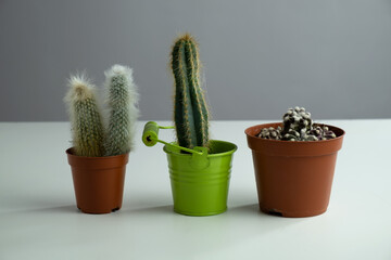 There are three cacti on a white table. Horizontal shot.