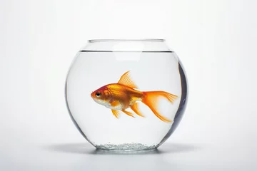 Fotobehang Goldfish in aquarium isolated on white background © Robin