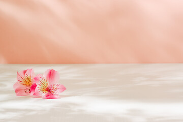 White table podium with sunlight shadows and pink flowers, copy space. Floral background for design, cosmetic, perfume and product presentation