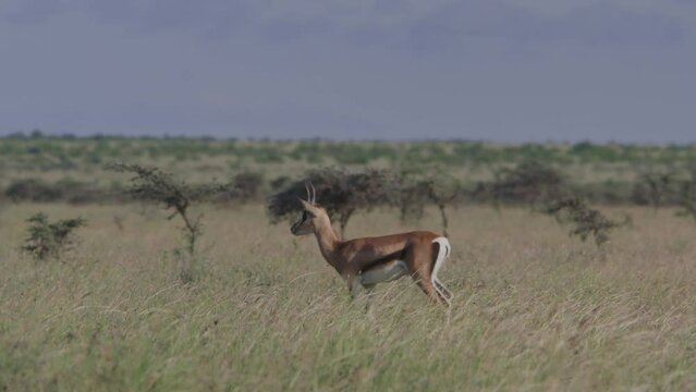 Long lens of a herd Thomson's gazelles (Eudorcas thomsonii) walking across the savannah alert of predators during the morning in Africa.