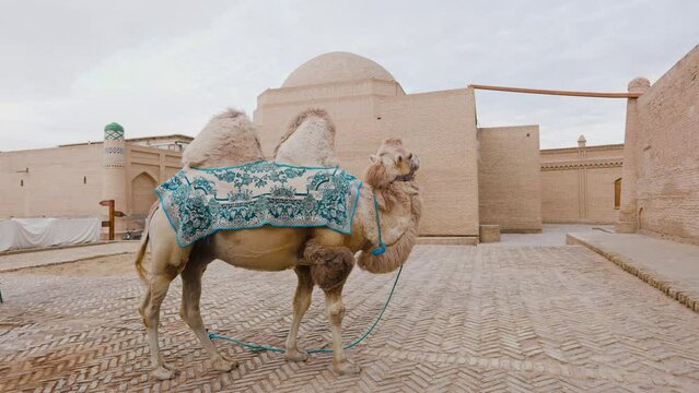 Central Asian camel in Khiva Uzbekistan