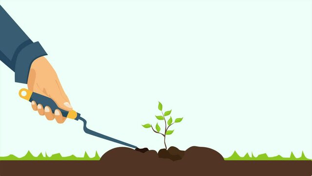 Plantation vector. Two people planting a tree sapling with a shovel.  2D Animation.  4K Resolution.