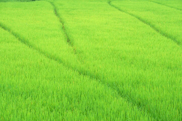 Naklejka premium rice plantation