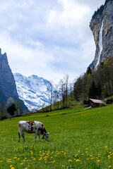 cows in the mountains