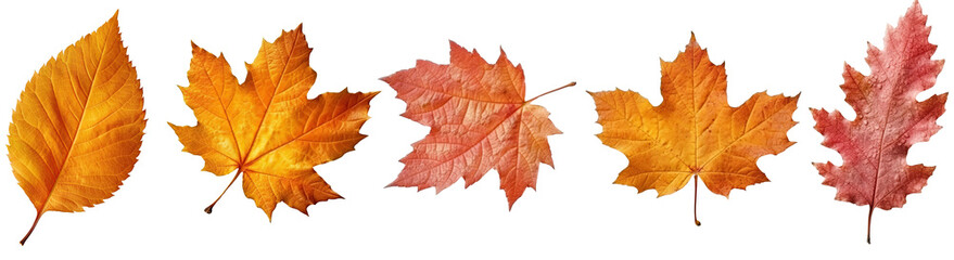 Set of Autumn leaf illustration cut out transparent isolated on white background ,PNG file
