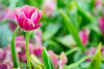 pink tulip in the garden on blurred background