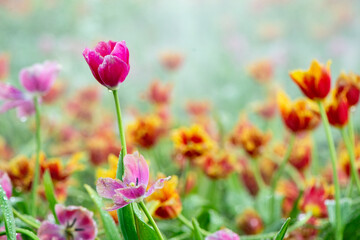Obraz na płótnie Canvas pink tulip in the garden on blurred background