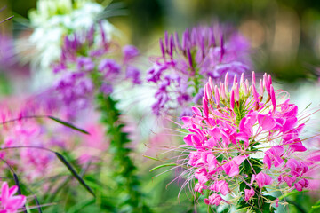 pink spider flowers in the garden on blurred background