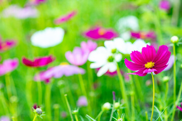 pink cosmos in the garden on blurred background