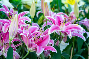 bundle of pink lily in the garden