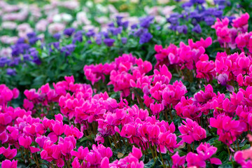 Obraz premium group of pink cyclamen in the garden