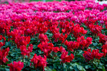beautiful group of red and pink cyclamen in the garden