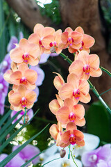 beautiful orchid in the garden