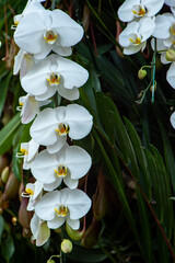 beautiful white orchid in the garden
