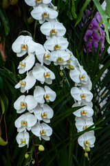 beautiful white orchid in the garden