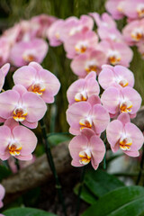 beautiful orchid in the garden